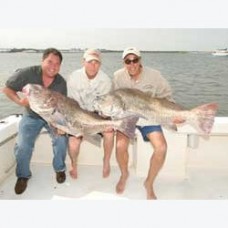 2008 Cape May, NJ - Black Drum